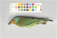 藏品(五色鳥)的圖片